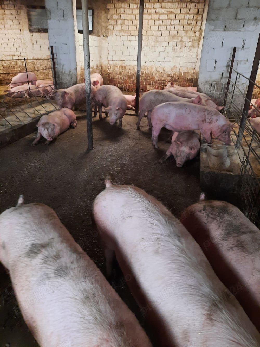 Vând porci de carne 