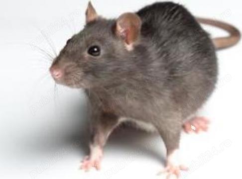 Cum scapati de sobolanii din subsolul blocului ? oferim servicii curatenie subsol blocuri