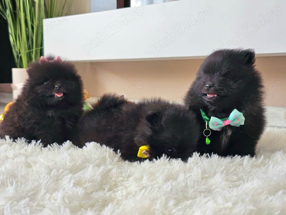 Pomeranian pedigree FCI - Top calitate