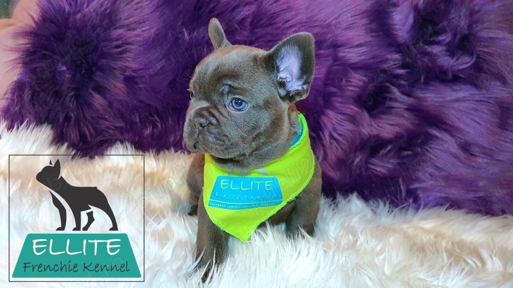 Bulldog Francez - Ellite Kennel - Blue Solid - Calitate Top