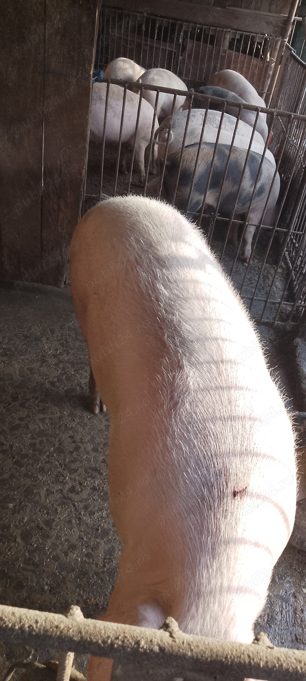 Porci de tăiat,purcea,mascuri