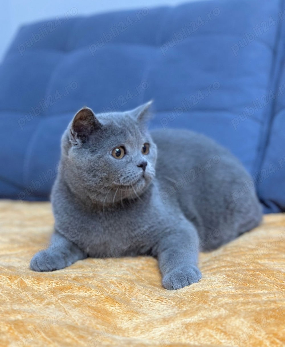 British shorthair 