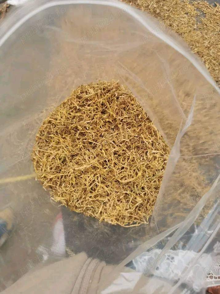 Calitatea I Virginia 