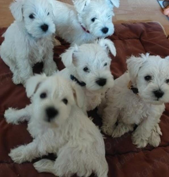 Pui de schnauzer alb