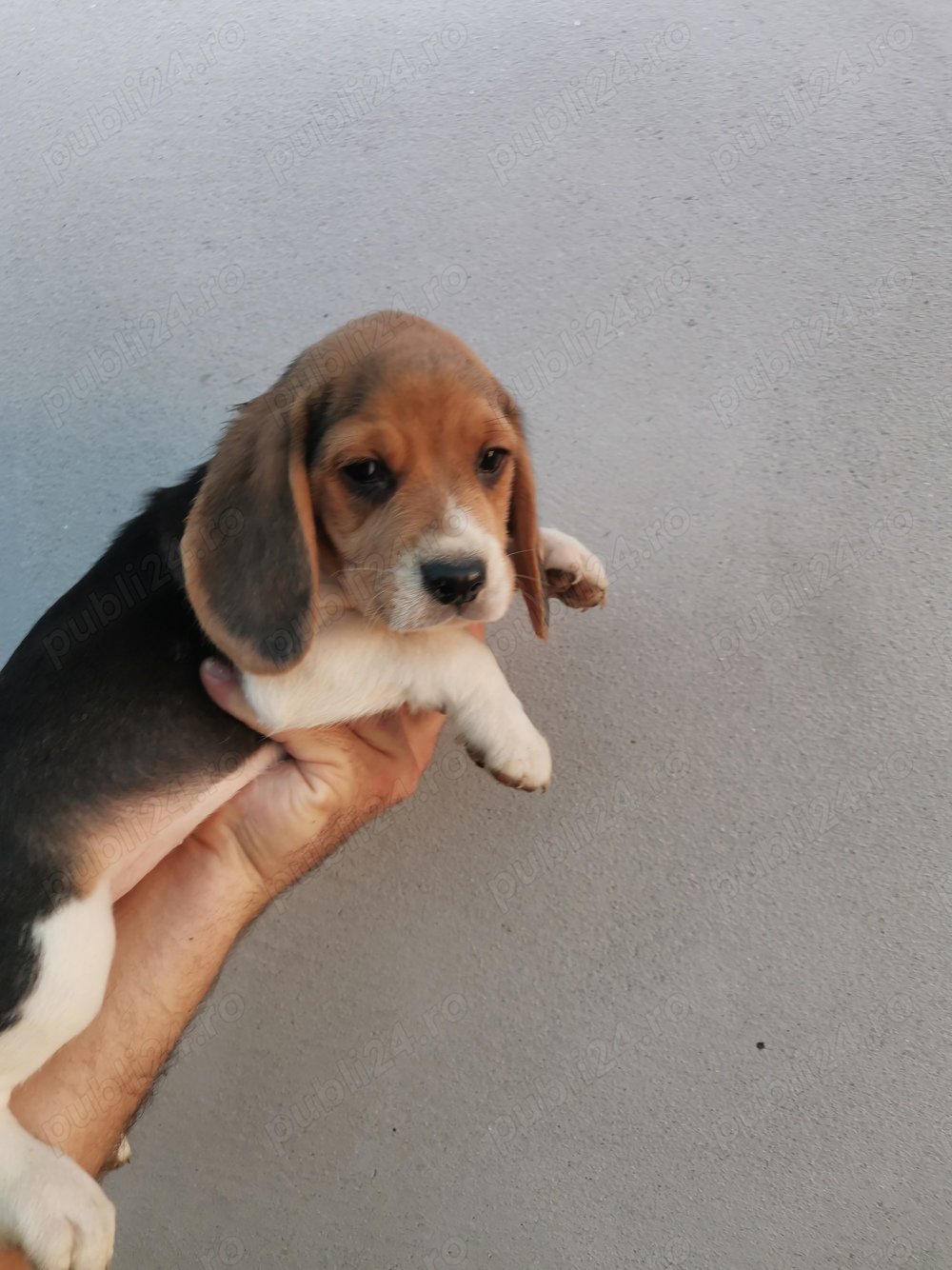 Puiuți beagle 