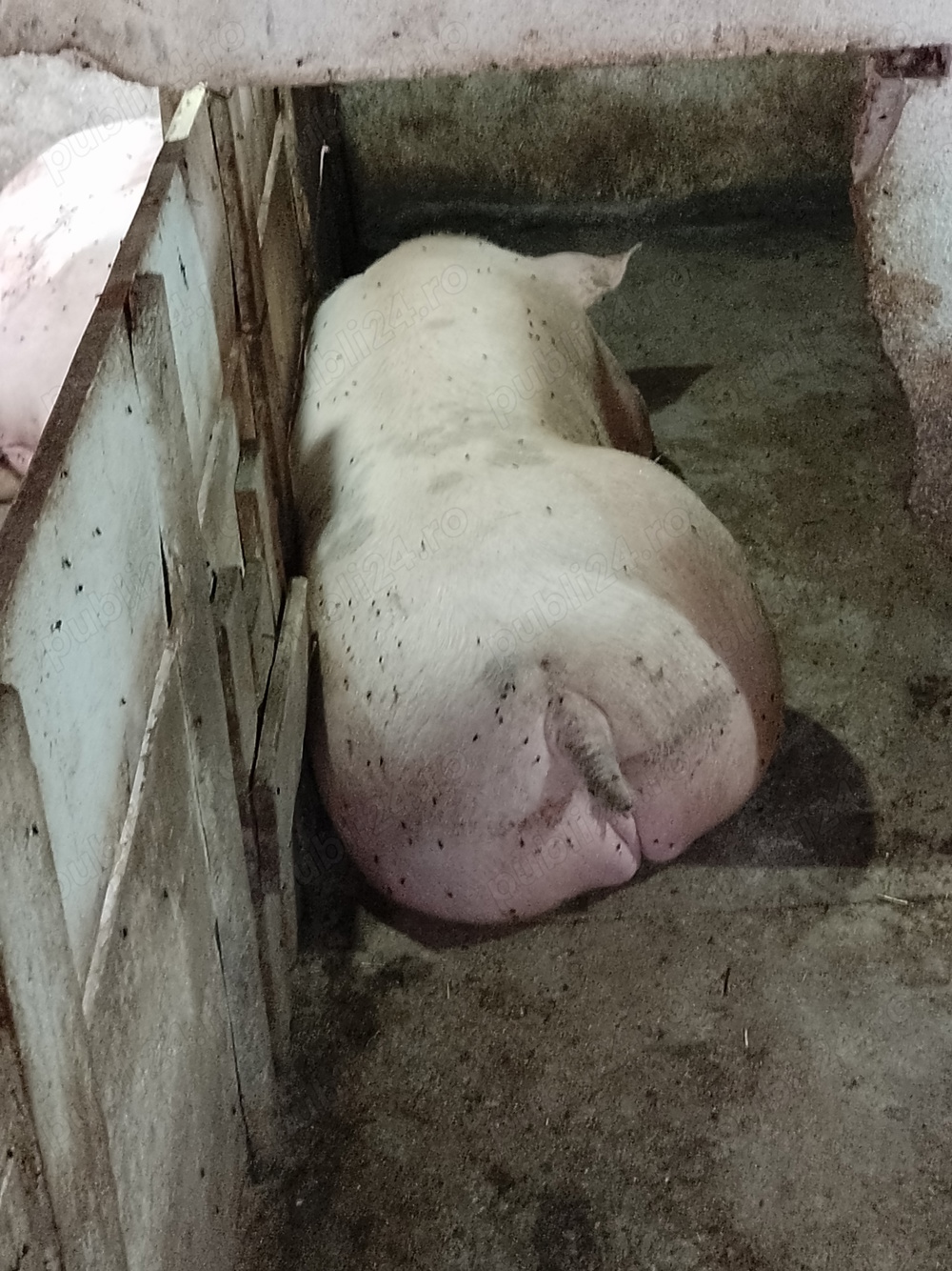 Vand porci de țară  Vand porci de țară