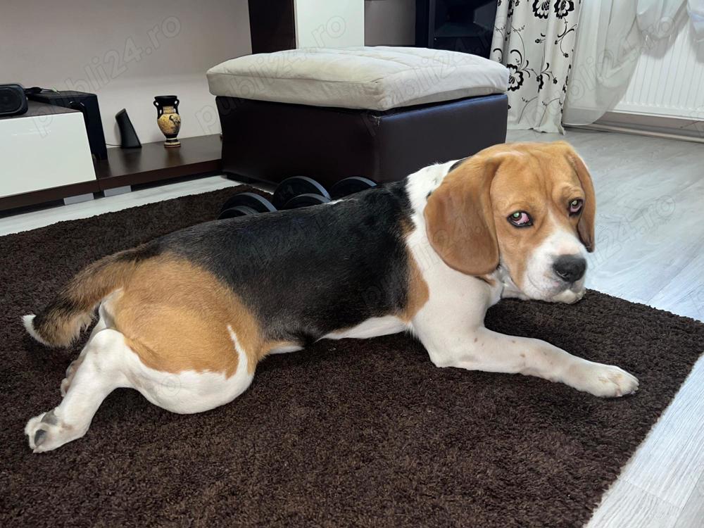 Beagle 6 ani pentru m0nta