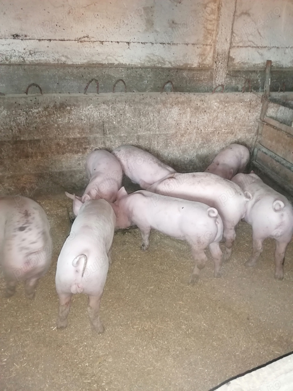 Vând Porci Vând Porci