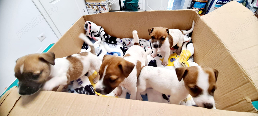 vand catei Jack Russle Terrier