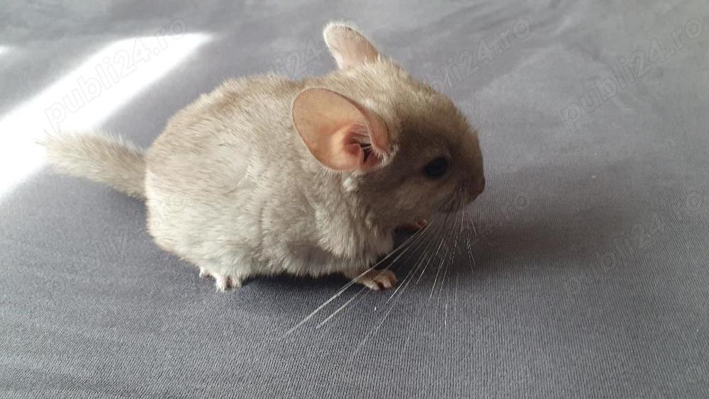 Animale de companie chinchila, cincila, sinsila