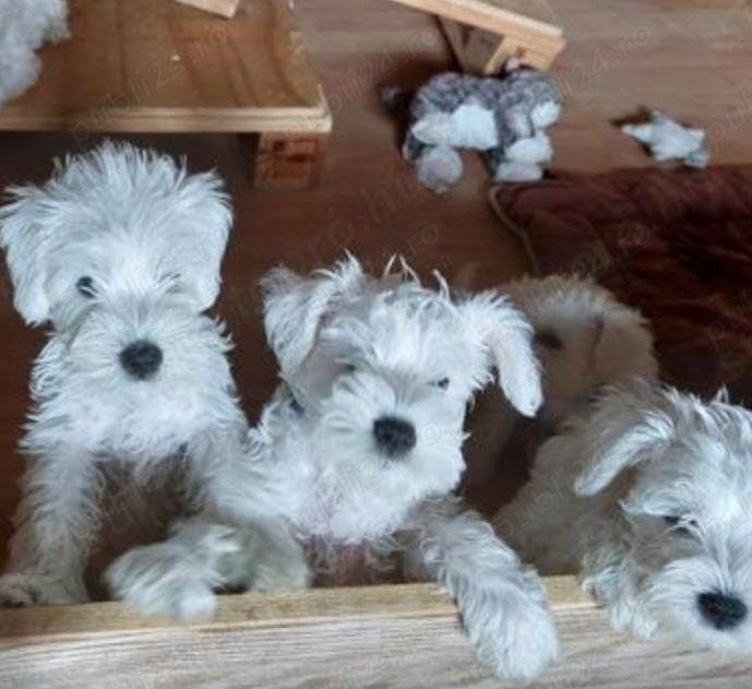 Pui de schnauzer alb 