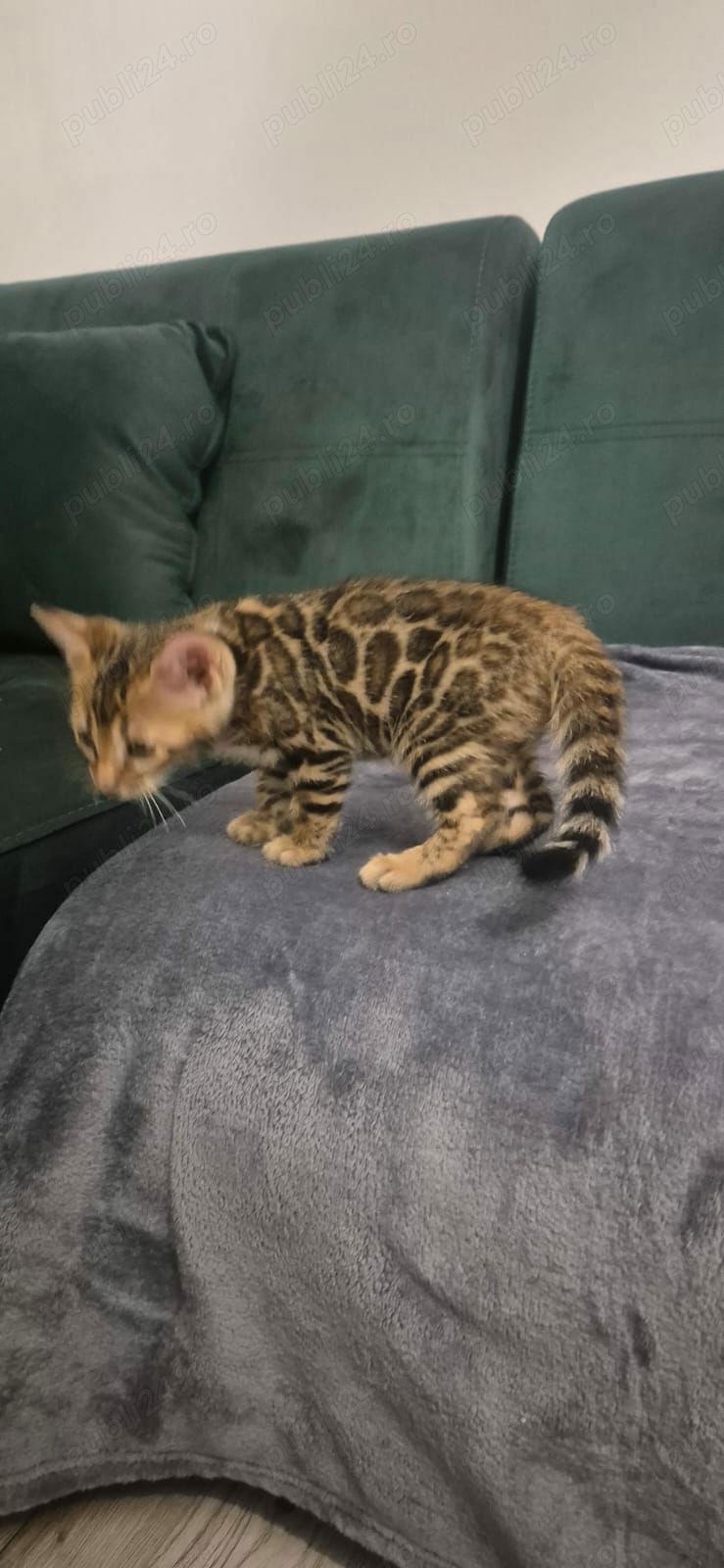 pisicute bengaleze,asiguram transport! pisicute bengaleze,asiguram transport!