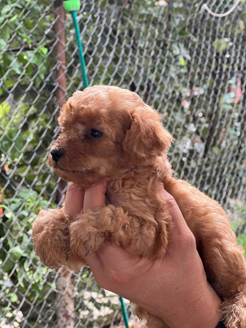 poodle pudel talie mica