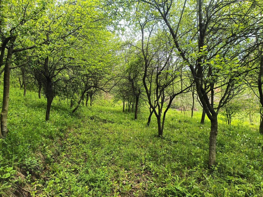 Vând teren intravilan în Cărbunești-Prahova. Ideal CASĂ VACANȚĂ