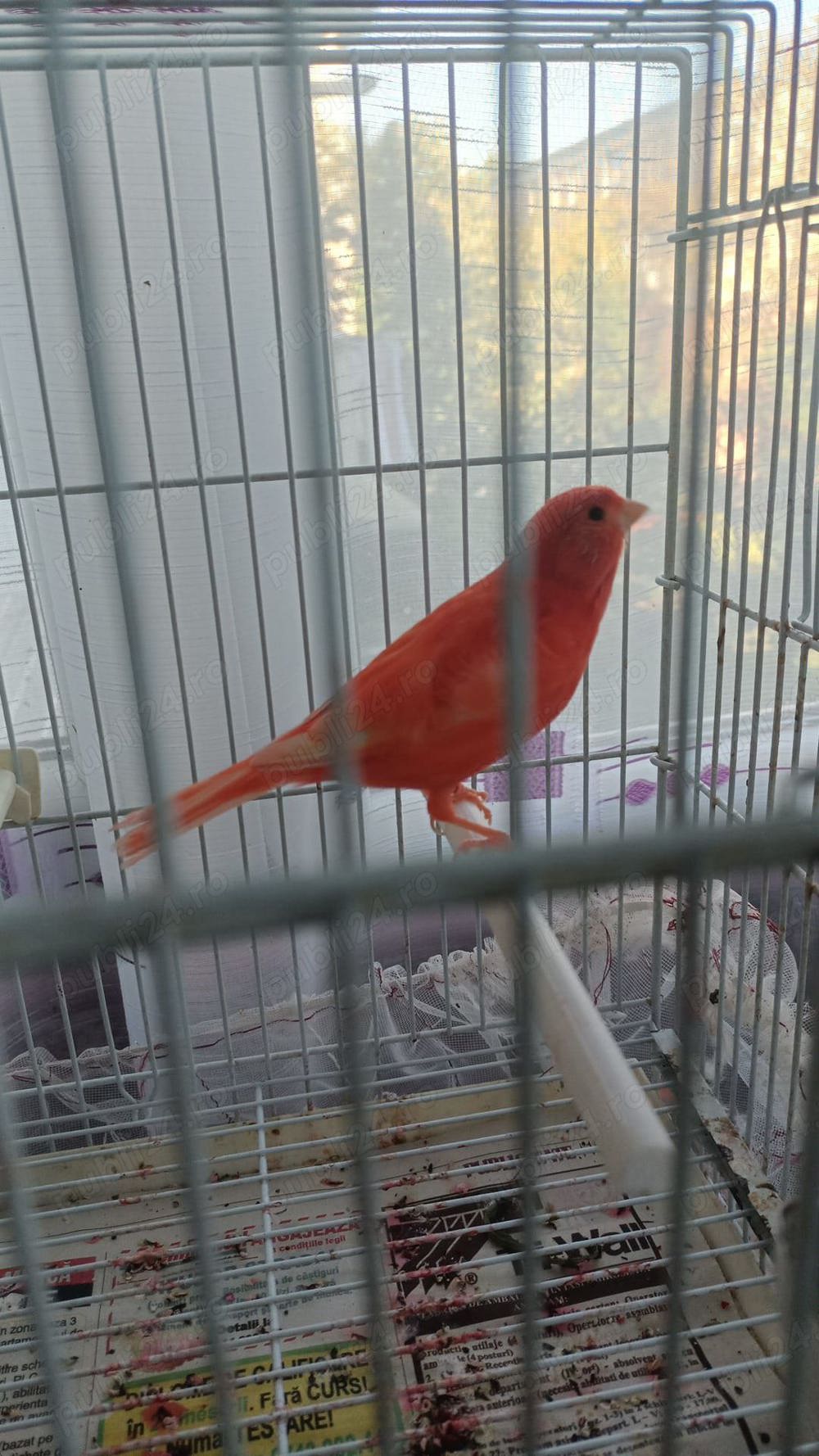 Vand canari Vand canari