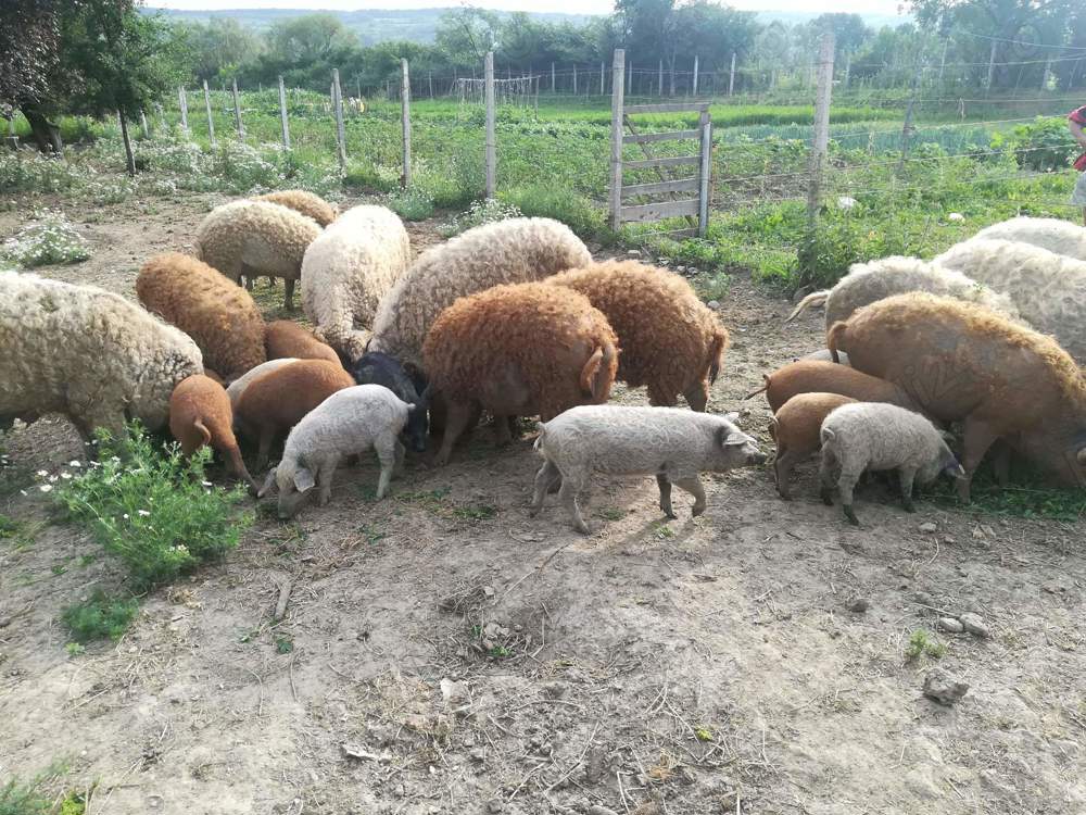 Vand purcei mangalita Vand purcei mangalita