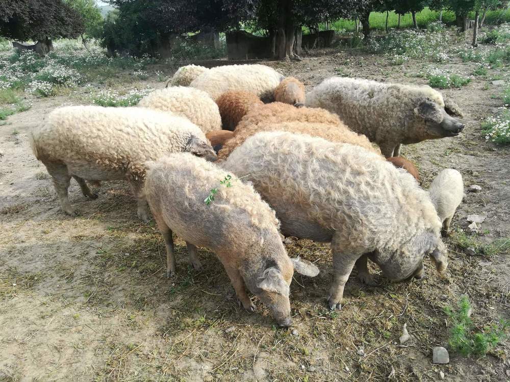 Vand porci mangalita pentru sacrificare Vand porci mangalita pentru sacrificare