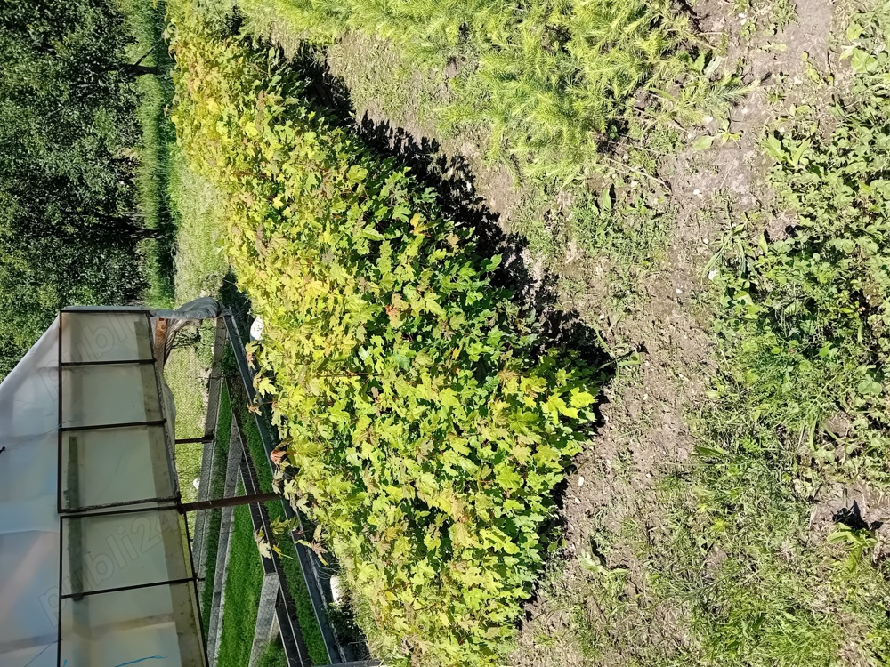 Puieti forestieri larice