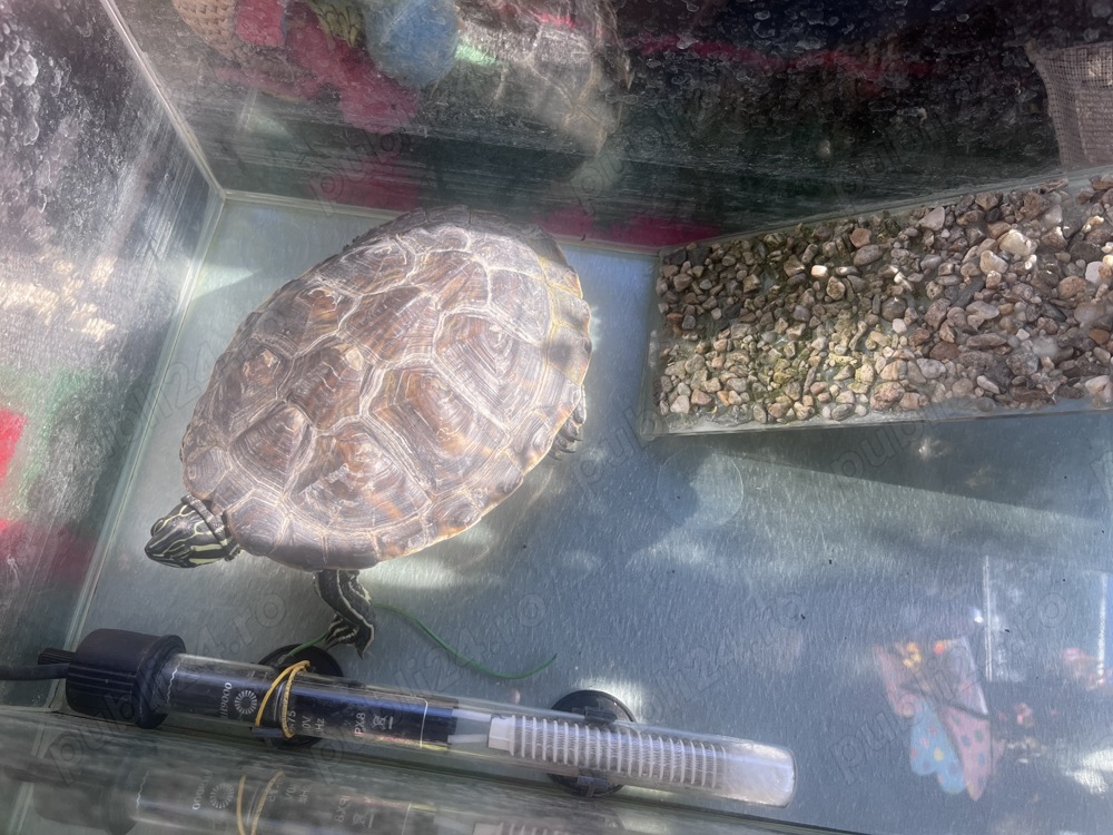 Broască testoasa Broască testoasa