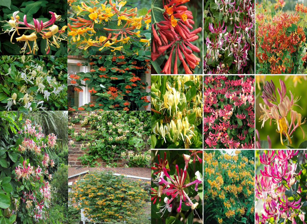 Mana Maicii Domnului in ghiveci - flori parfumate - diferite soiuri