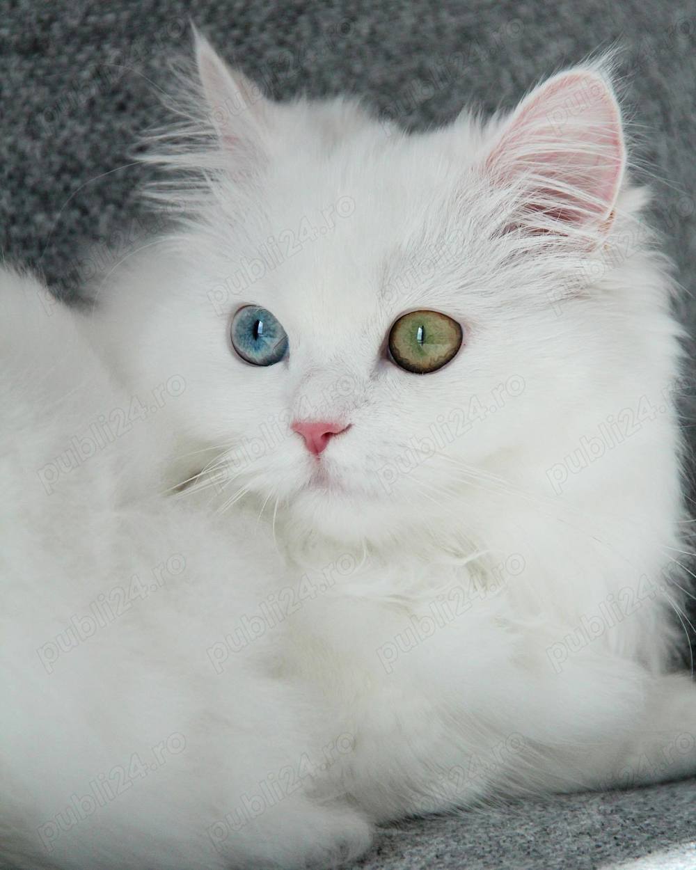 Angora Turceasca   CEACARA