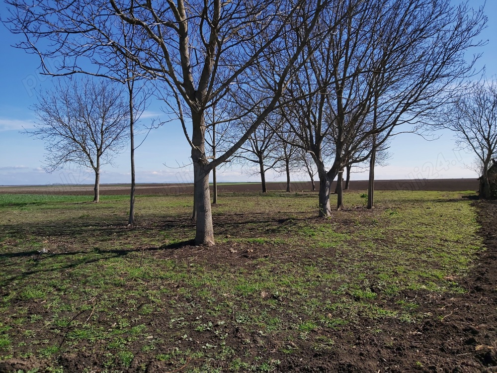 Loc de casă,teren intravilan,loc de relaxare,livadă.