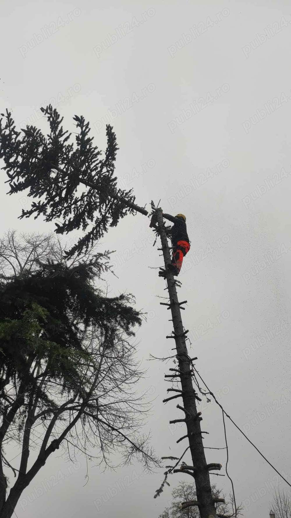 alpinisti utilitarii toaletare copaci 
