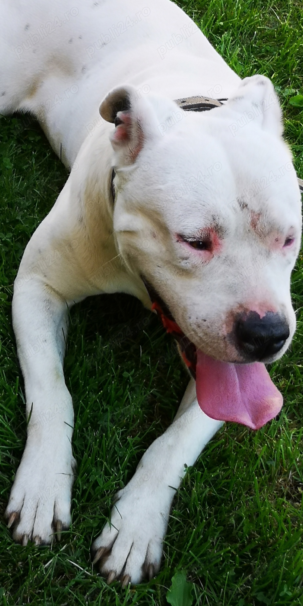 Căței dog Argentina  Căței dog Argentina