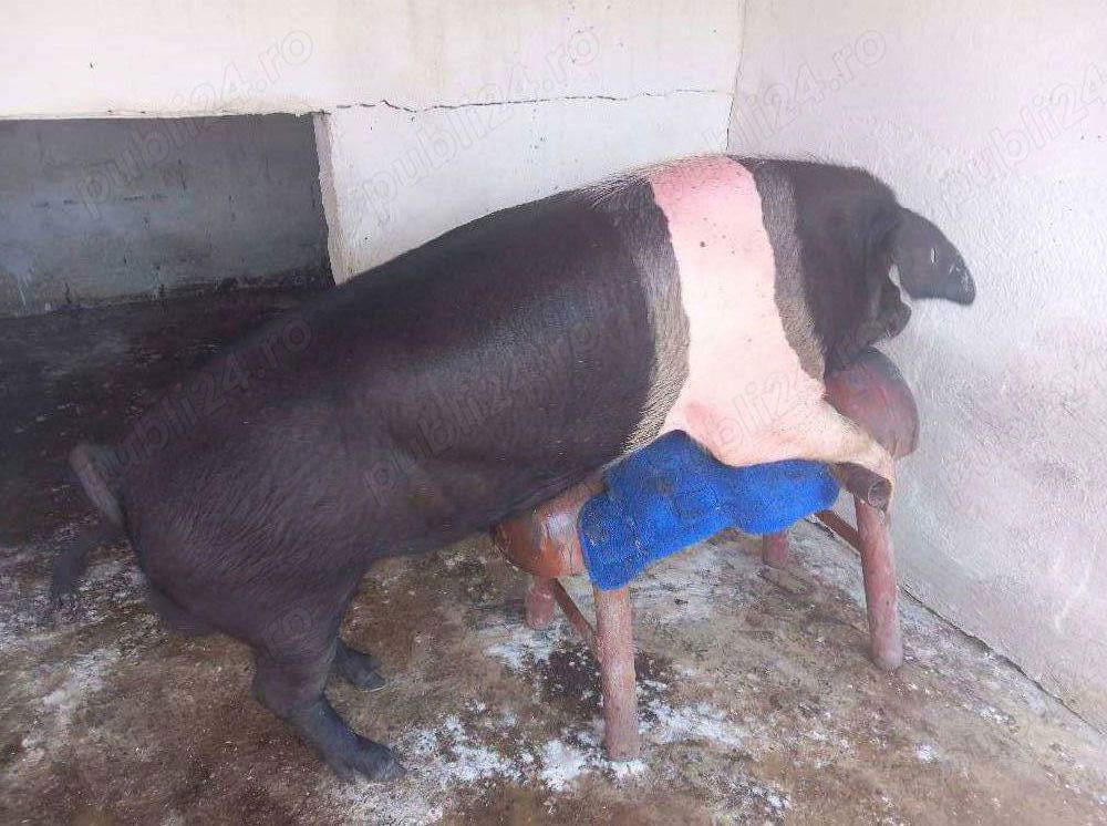 Material seminal(MSV)Bazna