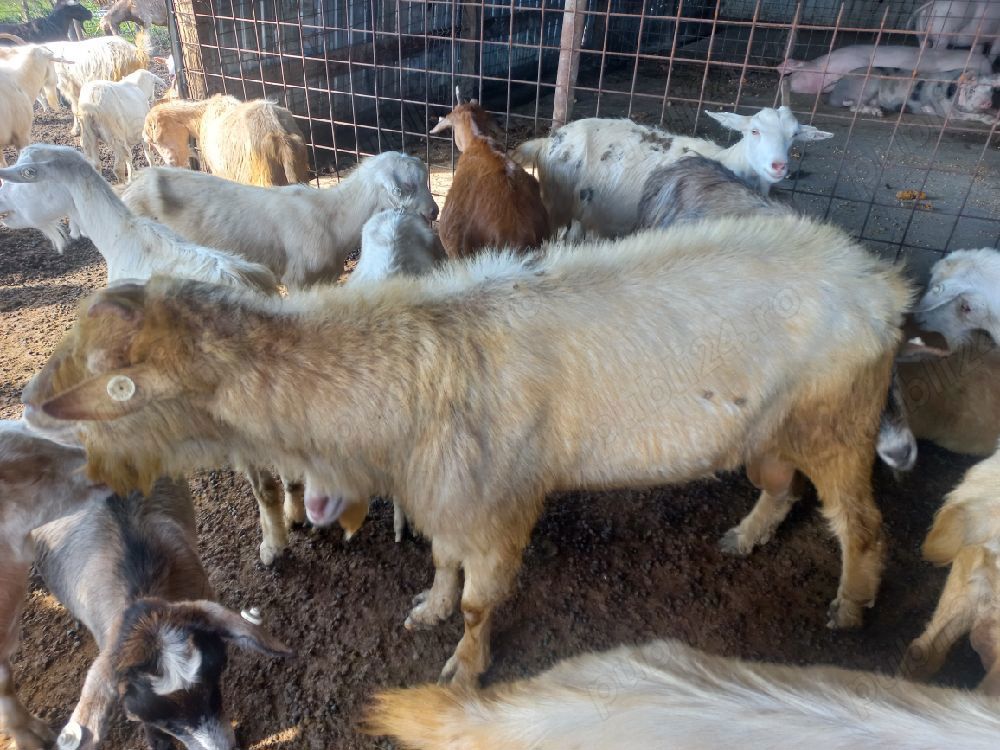 Țap Saanen Țap Saanen