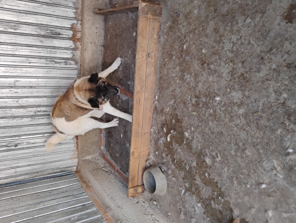 Femela akita american