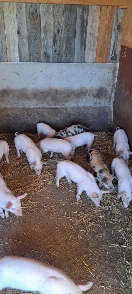 Purcelusi Landrace&Duroc