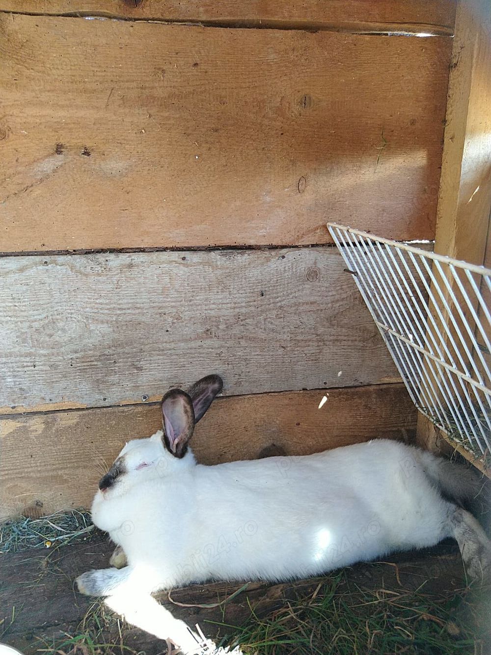 Iepuri de vanzare - Orastie - Beriu