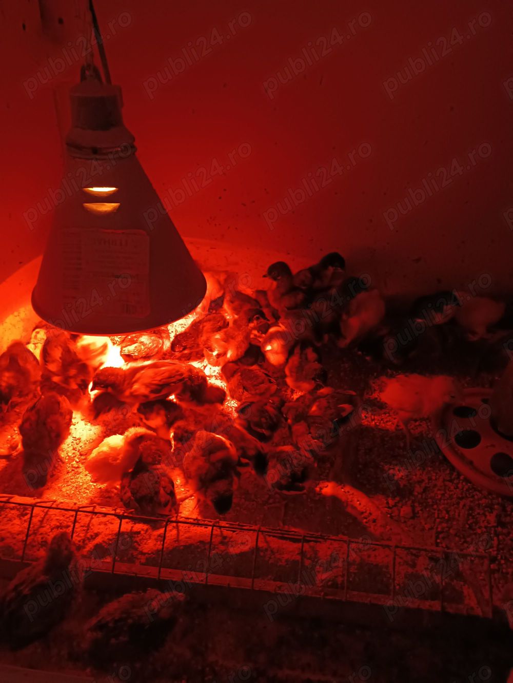 Australorp pui de o zi