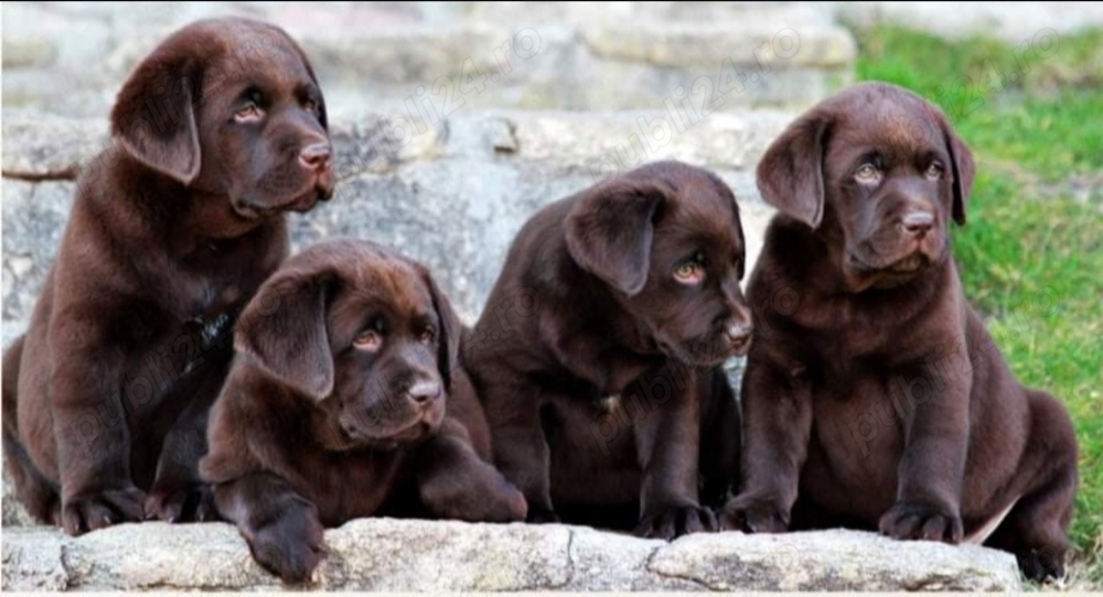 Labrador ciocolatiu 