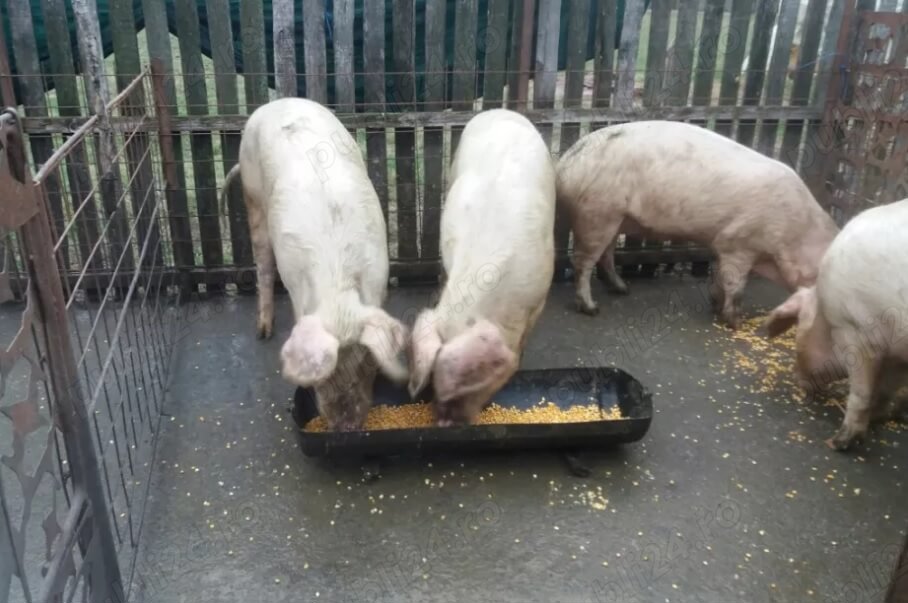 Porc 100 - 200 kg crescuți în curte