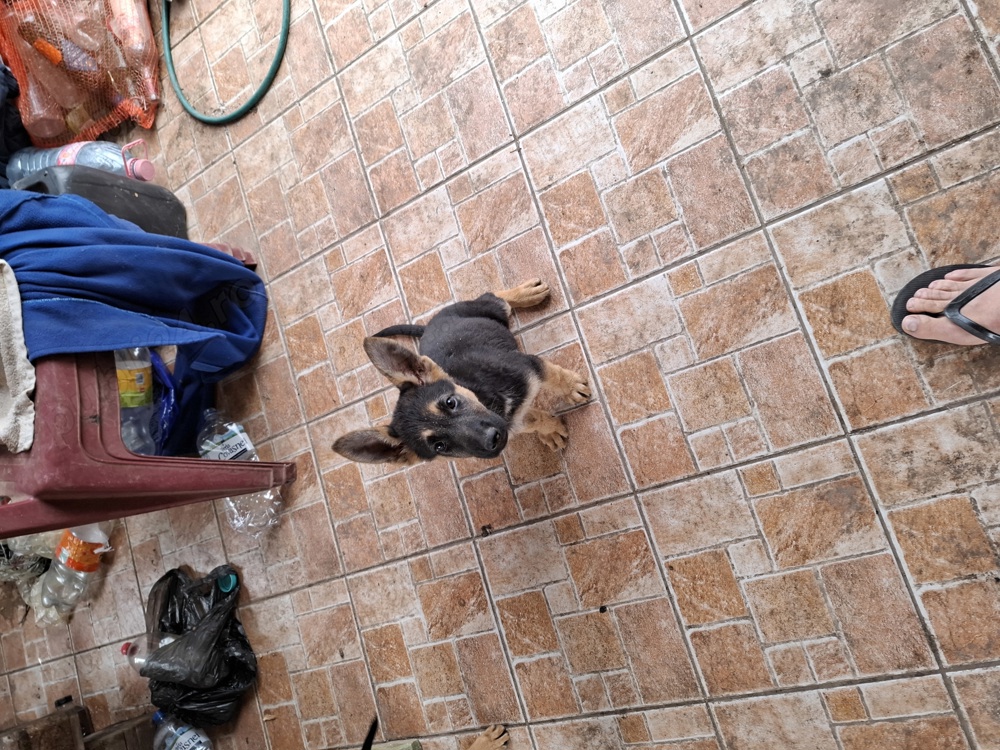 Avem pui ciobănești germani linie dreaptă