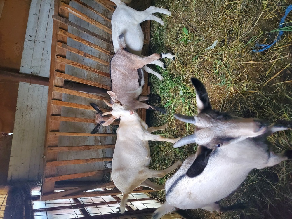 Vand  capre saanen și alpine franceze  Vand  capre saanen și alpine franceze