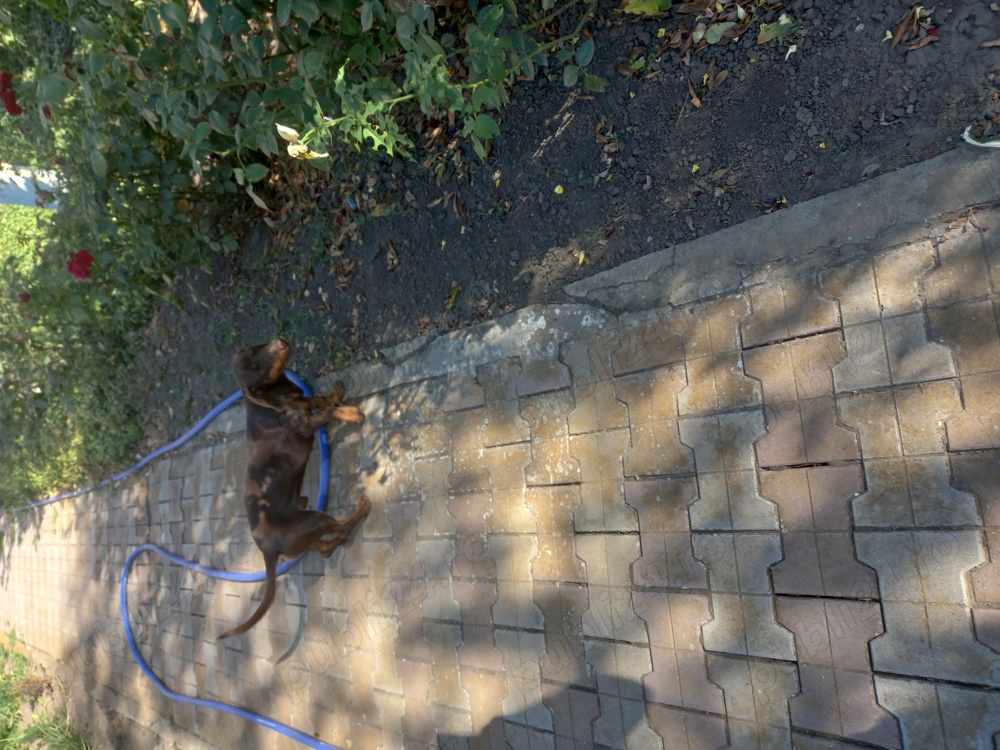 Catel rasa tekel Catel rasa tekel