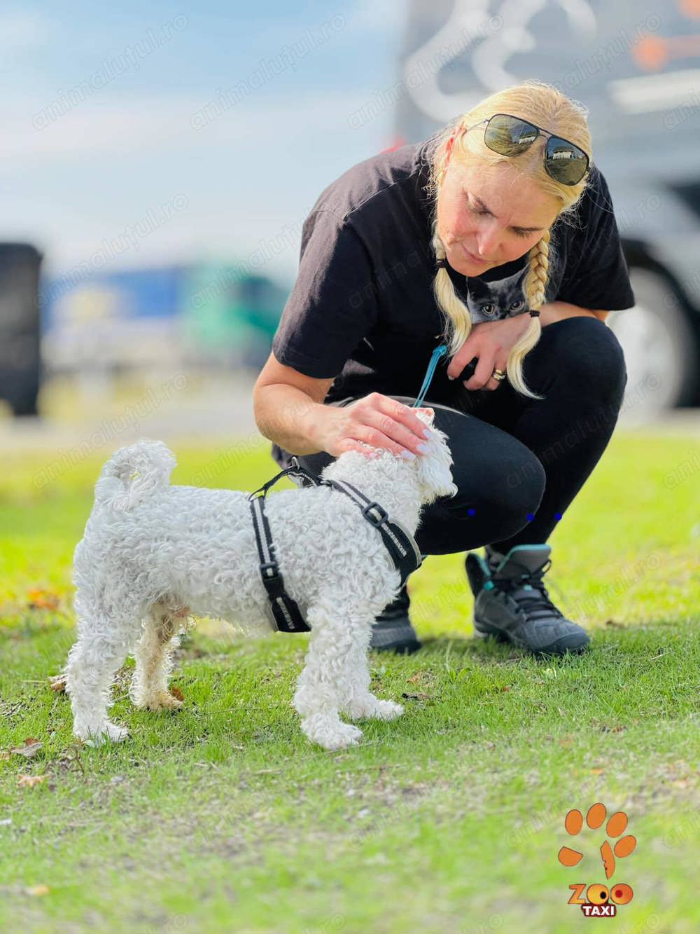 Oferim transport caini si pisici in tara si international