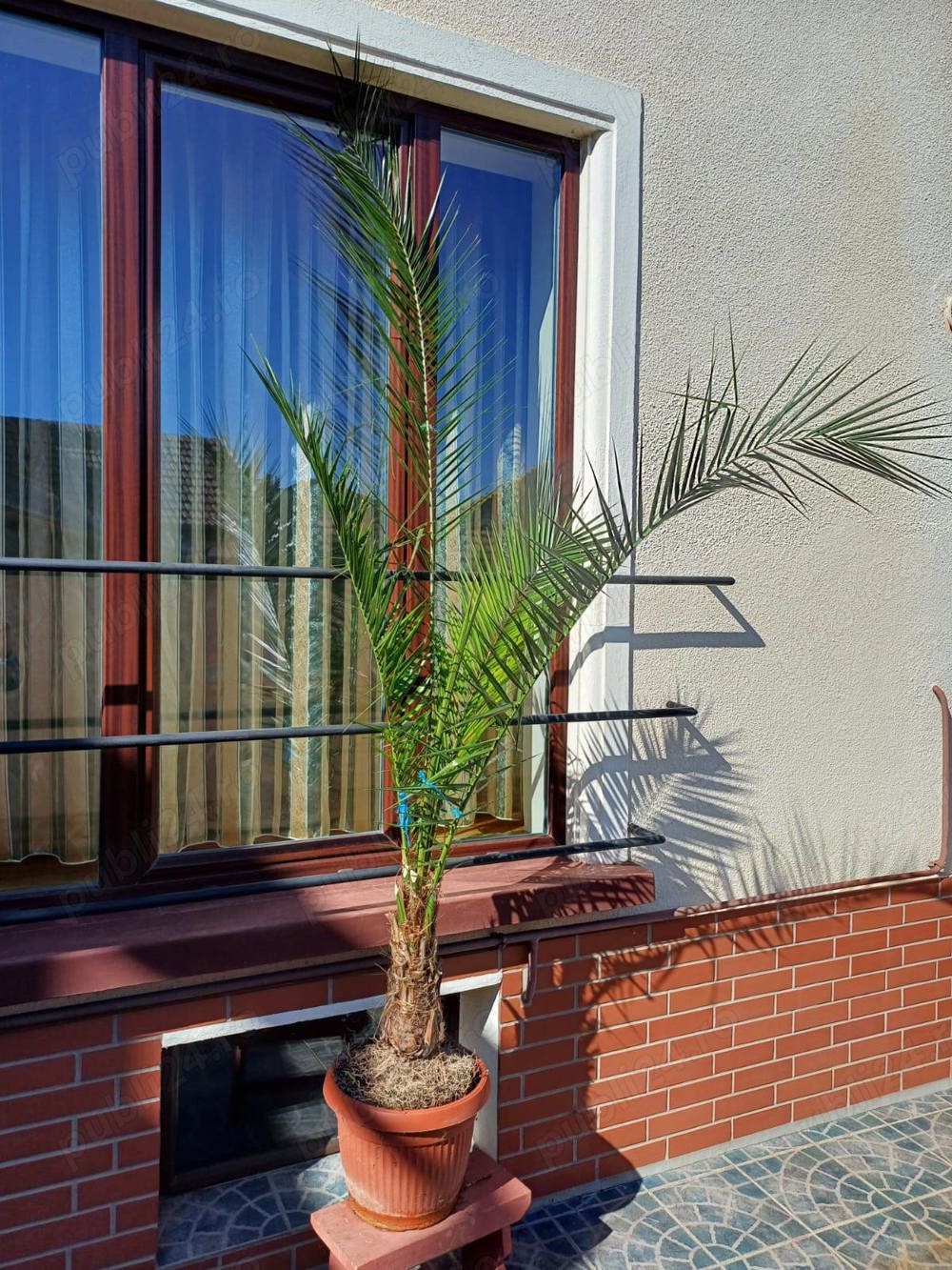 Vand Palmier inaltime aprox. 2.5 metri