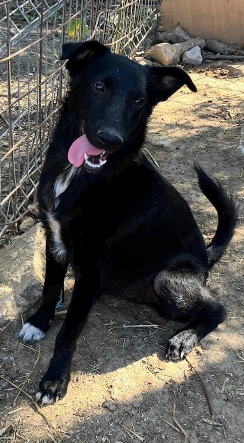 Metis ciobanesc belgian pui, gratuit 