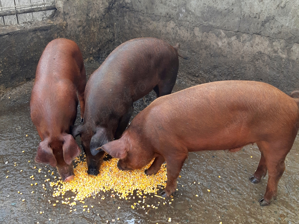 DUROCI disponibili ptr arvunit, CRĂCIUN