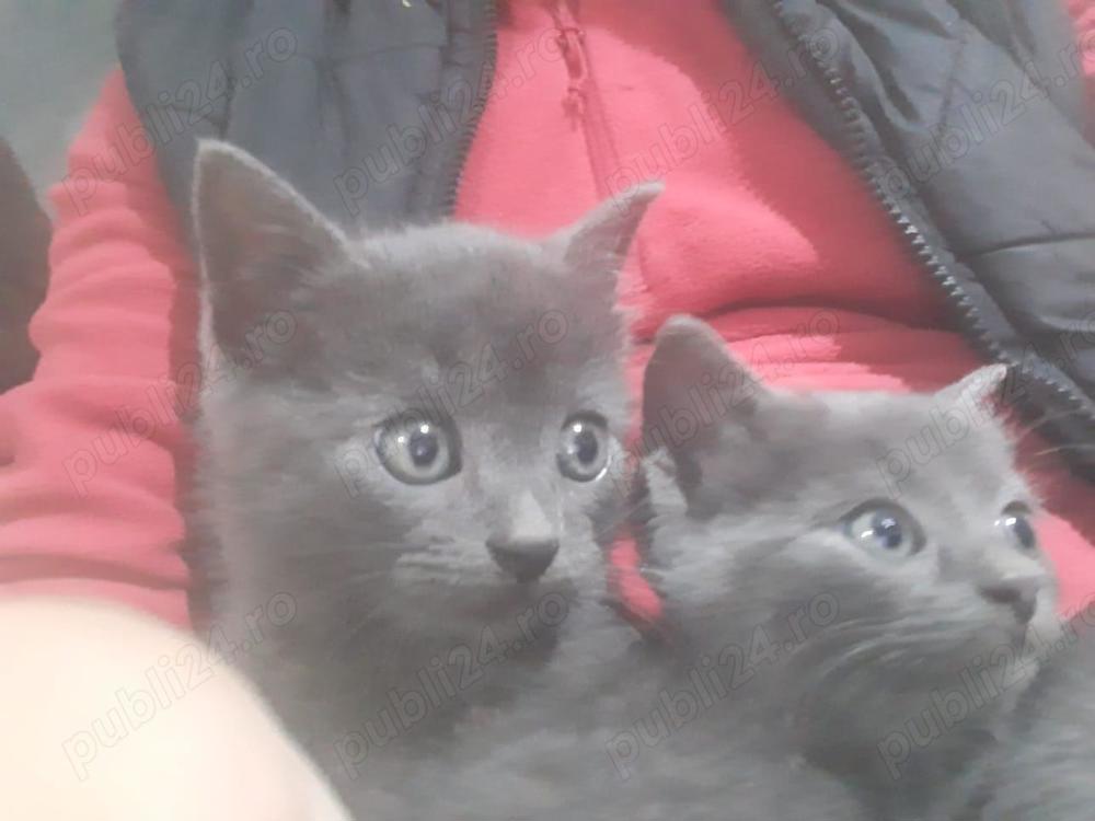 Pui de pisica din rasa Albastru de Rusia Pui de pisica din rasa Albastru de Rusia