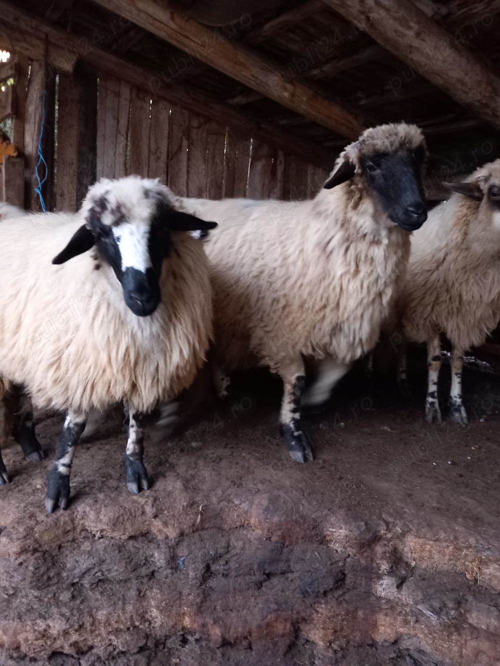 Vând miele și berbecuți de reproducere(de ținut)