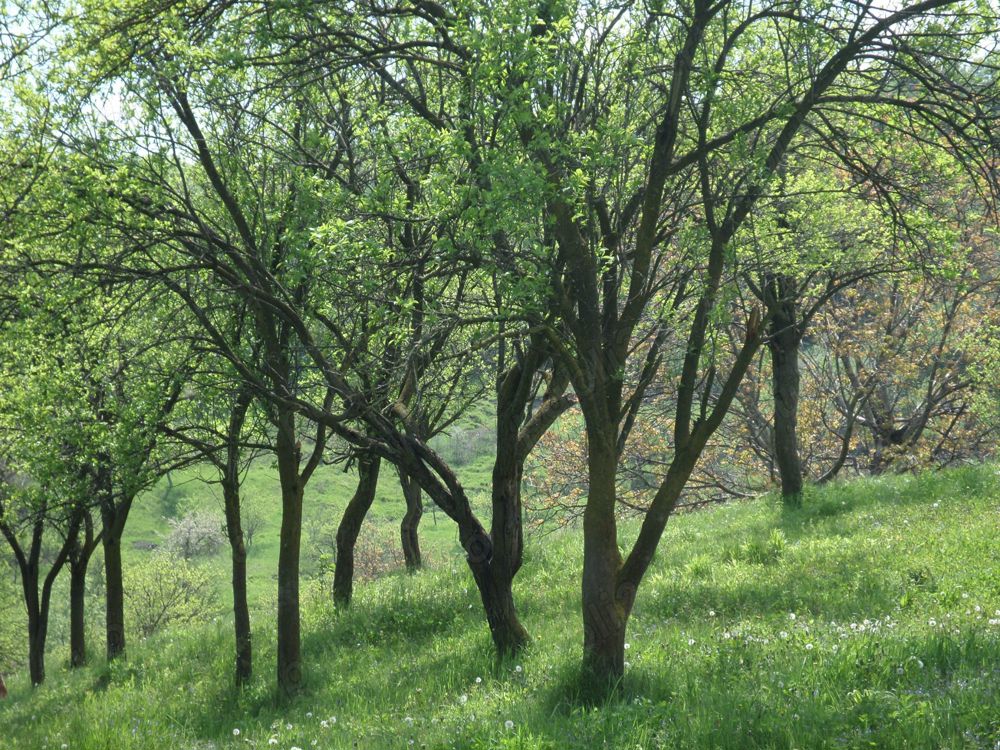 vand teren extravilan  2500mp Buda jud.Buzau