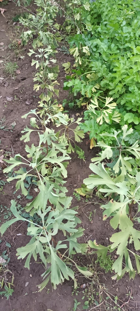 Puieti de Gingko Biloba