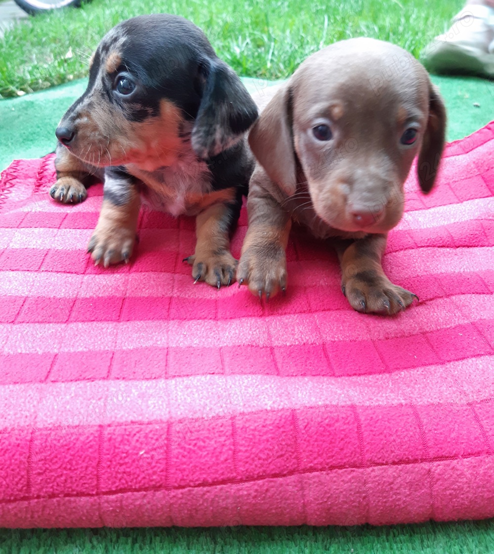 Pui de teckel arlechin dachshund