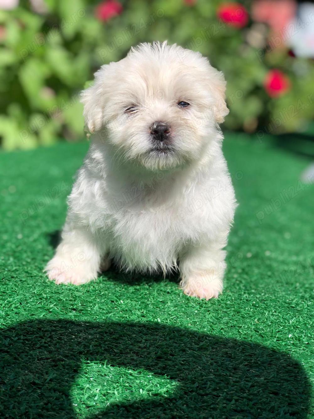 Bison maltez originali detin ambi parinti