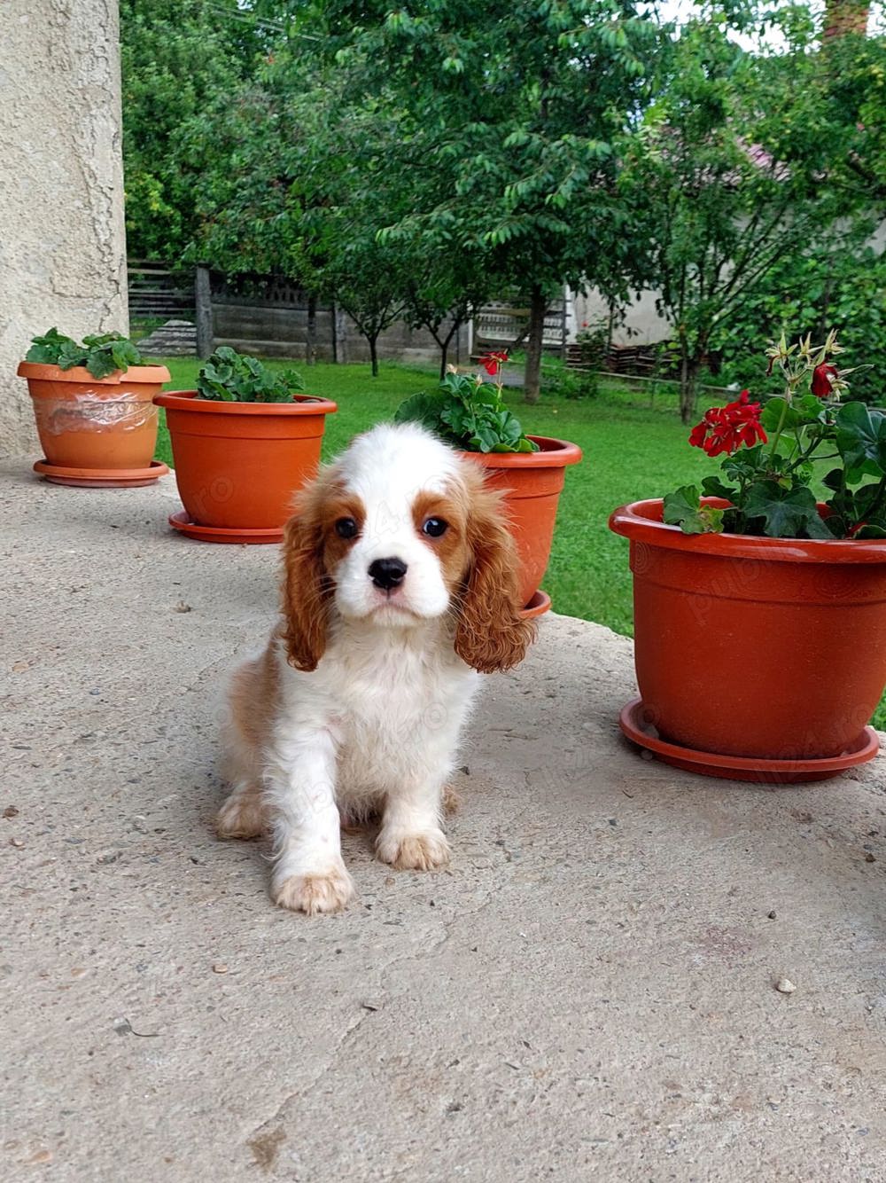 Vand Cavalier King Charles Spaniel